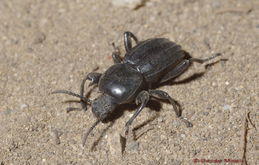 Scaurus striatus